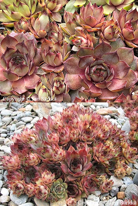 Sempervivum tectorum 'Amethyst', kattomehithti